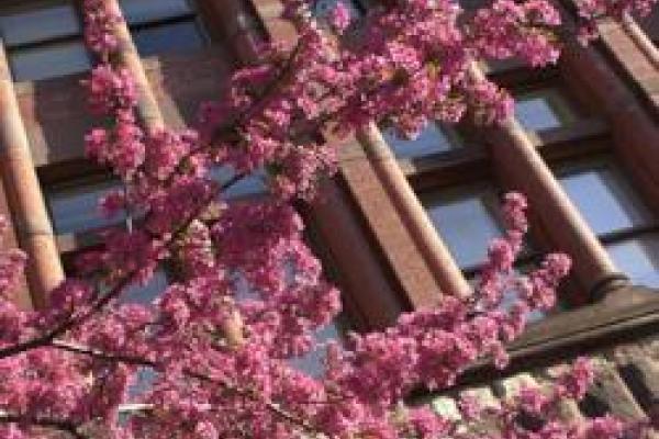closeup of tree branches with pink blossoms in front of building