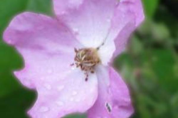 closeup of pink and white flower