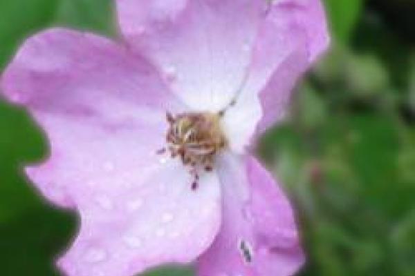 closeup of pink and white flower