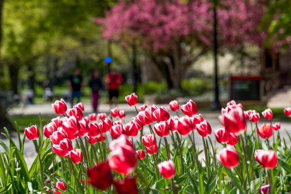 Tulips on OSU campus
