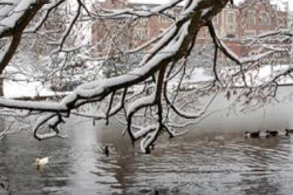 Snow covered branch overhanging mirror lake in winter