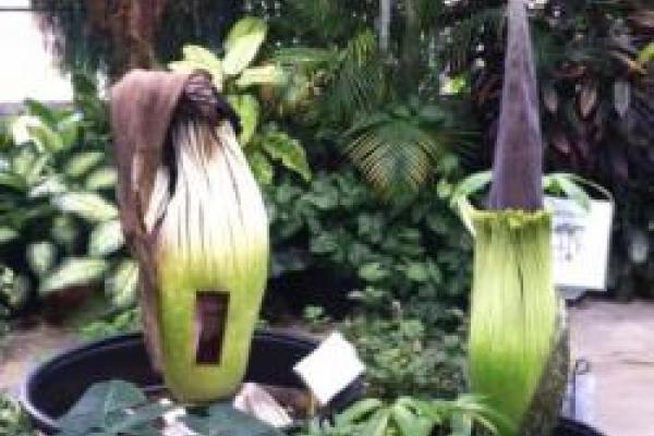 2 flowering titan arum