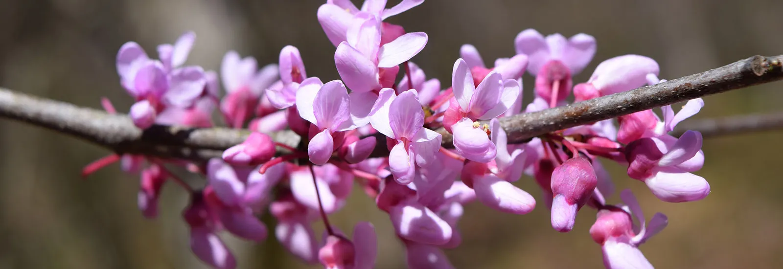 Springtime redbud blossoms