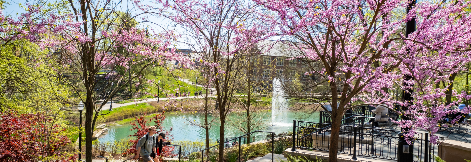 Mirror Lake fountain in background with blooming Redbuds and steps in foreground