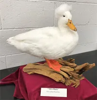 "afroduck mounted on driftwood