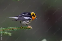 blackburnian warbler perched on branch
