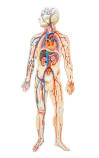 schematic of human circulatory system