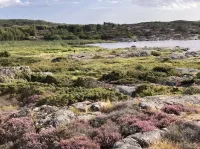 plants on rocky substrate surrounding large body of water
