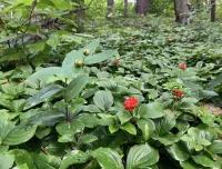 native understory plants in woodland area