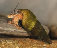 closeup of Elimia arachnoidia