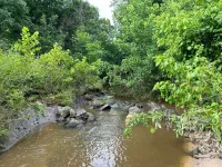 stream surrounded on both sides by shrubs