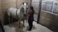 handler stands with back to camera with gray horse wearing heart monitor stands facing camera